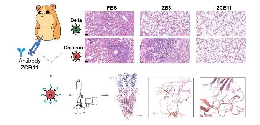 抗体ZCB11（右）可保护叙利亚仓鼠的肺部免受Omicron和Delta病毒变异株的感染与损伤。PBS（左）是无抗体对照，ZB8（中）是抗体对照，只能保护仓鼠免受Delta病毒变异株的感染与损伤，但不能免受Omicron病毒变异株的感染与损伤。冷冻电镜结构分析揭示了ZCB11和Omicron S蛋白的结合模式。