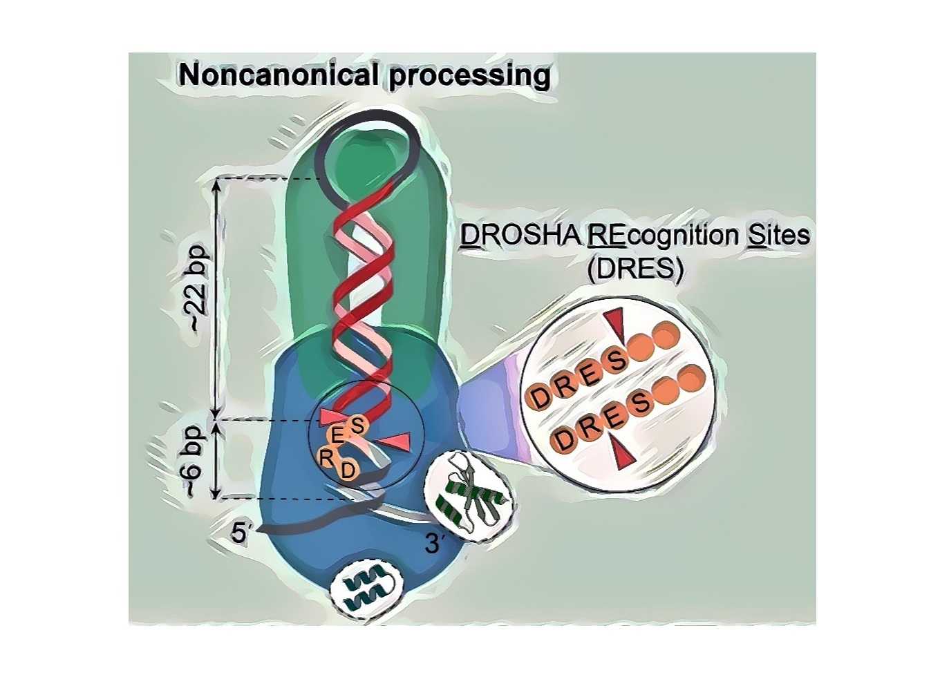 The image depicts the noncanonical processing model of Microprocessors in action. The Microprocessor complex consists of DROSHA, shown in blue, and the DGCR8 dimer, represented in green. Arrowheads indicate the double cleavage action of DROSHA on pri-miRNAs. The noncanonical processing substrate is characterized by a short stem of approximately 28 base pairs and DRES (DROSHA Recognition Sites). This noncanonical mechanism is conserved across a variety of animal species.