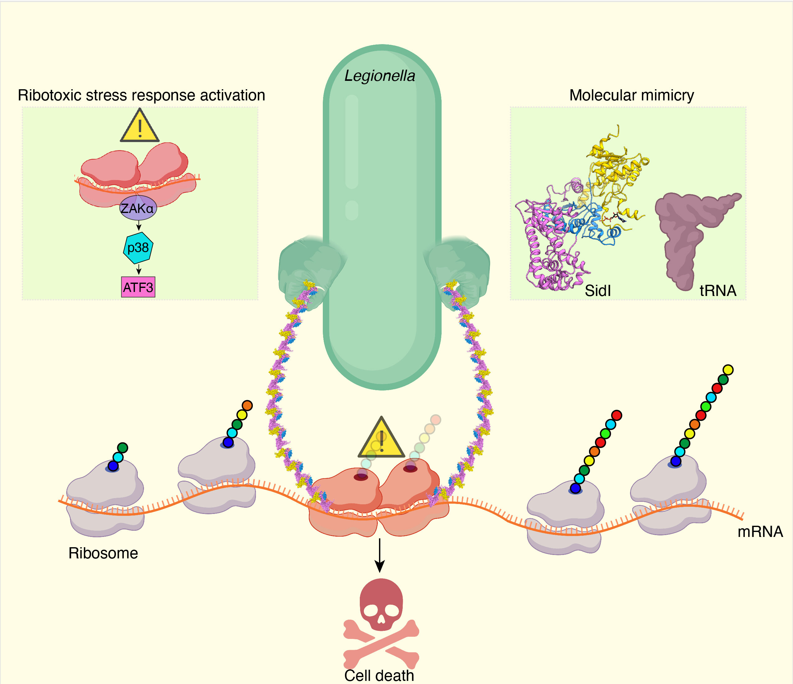 To learn more, please visit their article titled “How a pathogenic bacterium uses molecular mimicry to compromise a cell's protein building factory”, published on Phys.org on December 5, 2023.