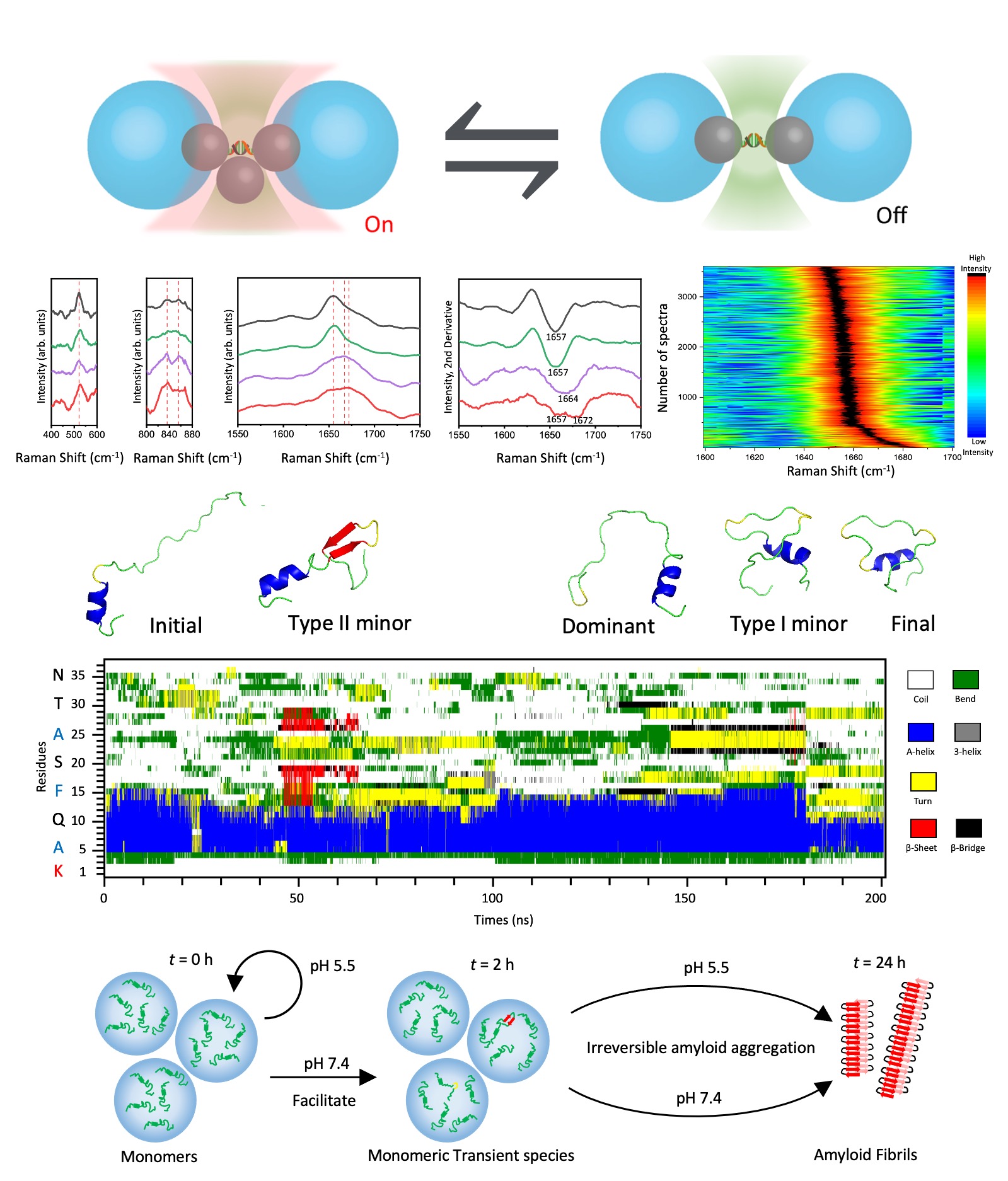 Schematic of the single-molecule platform and the structural features of pH-dependent amylin species based on SERS characterizations and MD simulations