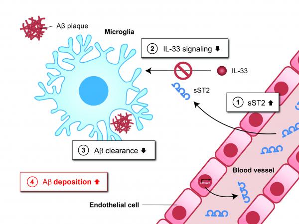 该图显示在AD患者大脑中，高浓度sST2是如何抑制小胶质细胞清除Aβ的功能：血液中的 sST2蛋白进入大脑(1)。sST2作为诱饵受体，可以与IL-33结合，阻断小胶质细胞中正常的IL-33信号传导(2)，从而降低小胶质细胞清除Aβ的能力(3)，导致Aβ斑块聚集(4)。