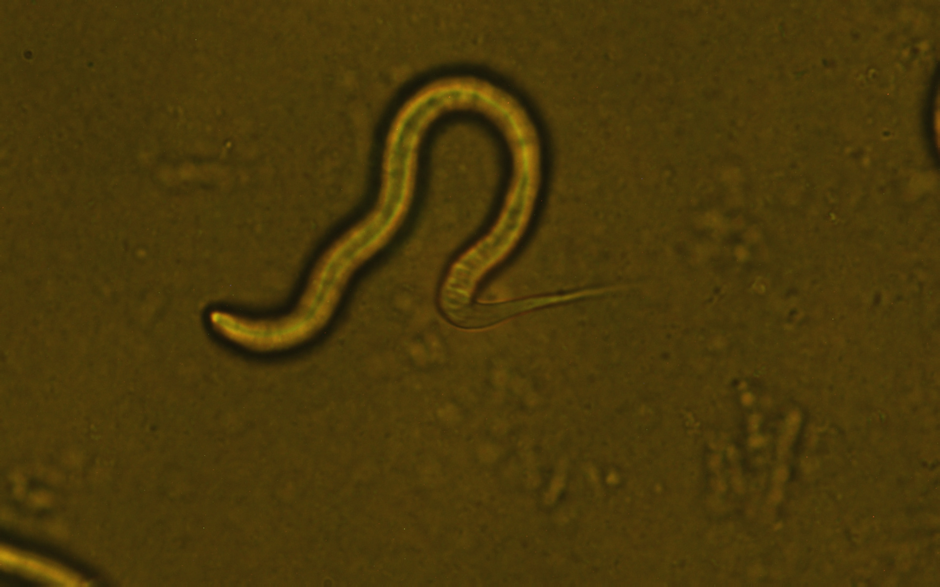 A research team from HKUST has solved the puzzle of C. elegans pri-miRNA processing. 