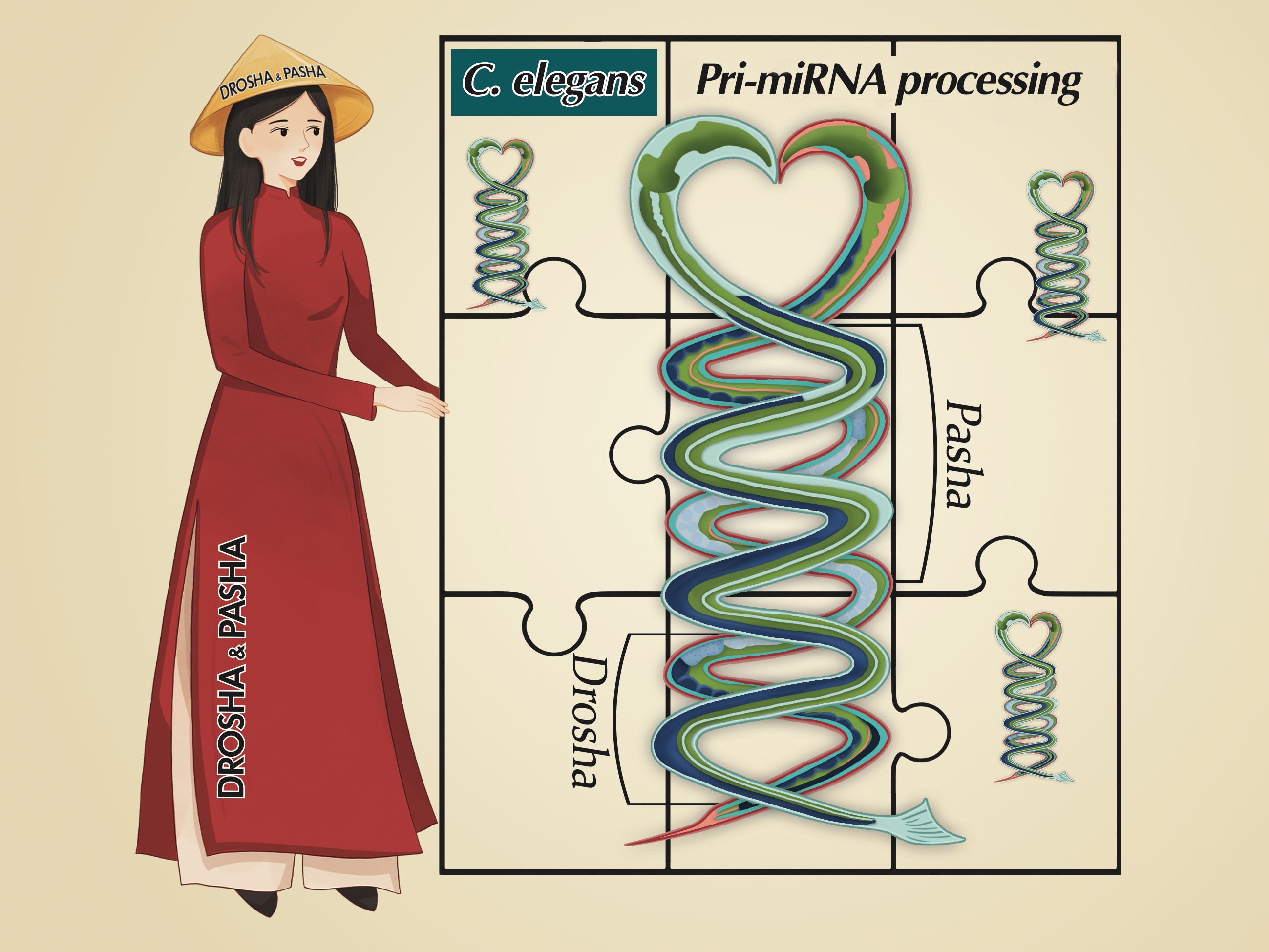 The pri-miRNA structure is illustrated by two C. elegans. Drosha and Pasha are coordinated to process pri-miRNAs.