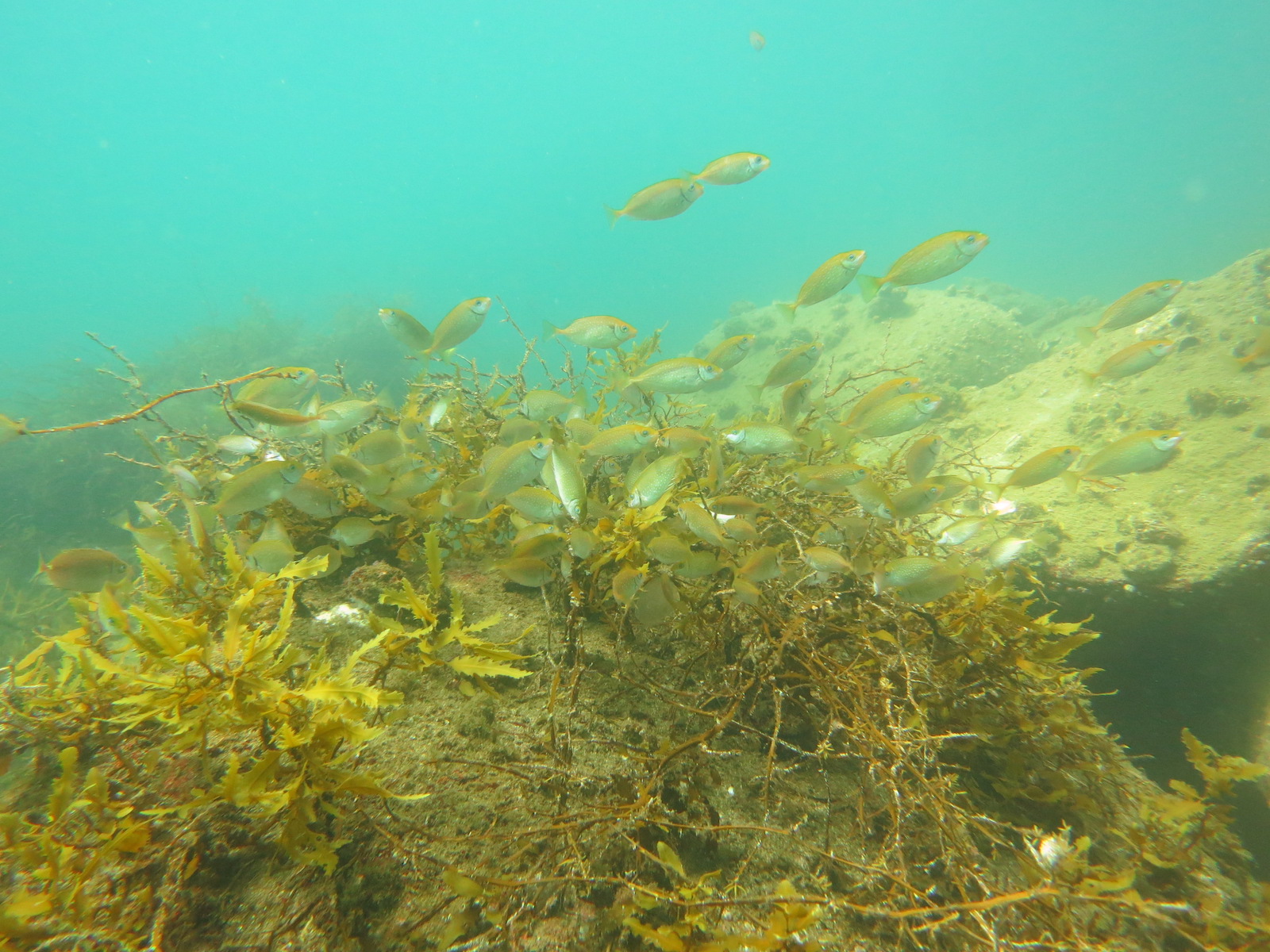 Mottled spinefoot, one of the fish species in the study. Photo credit: Reiji Masuda  