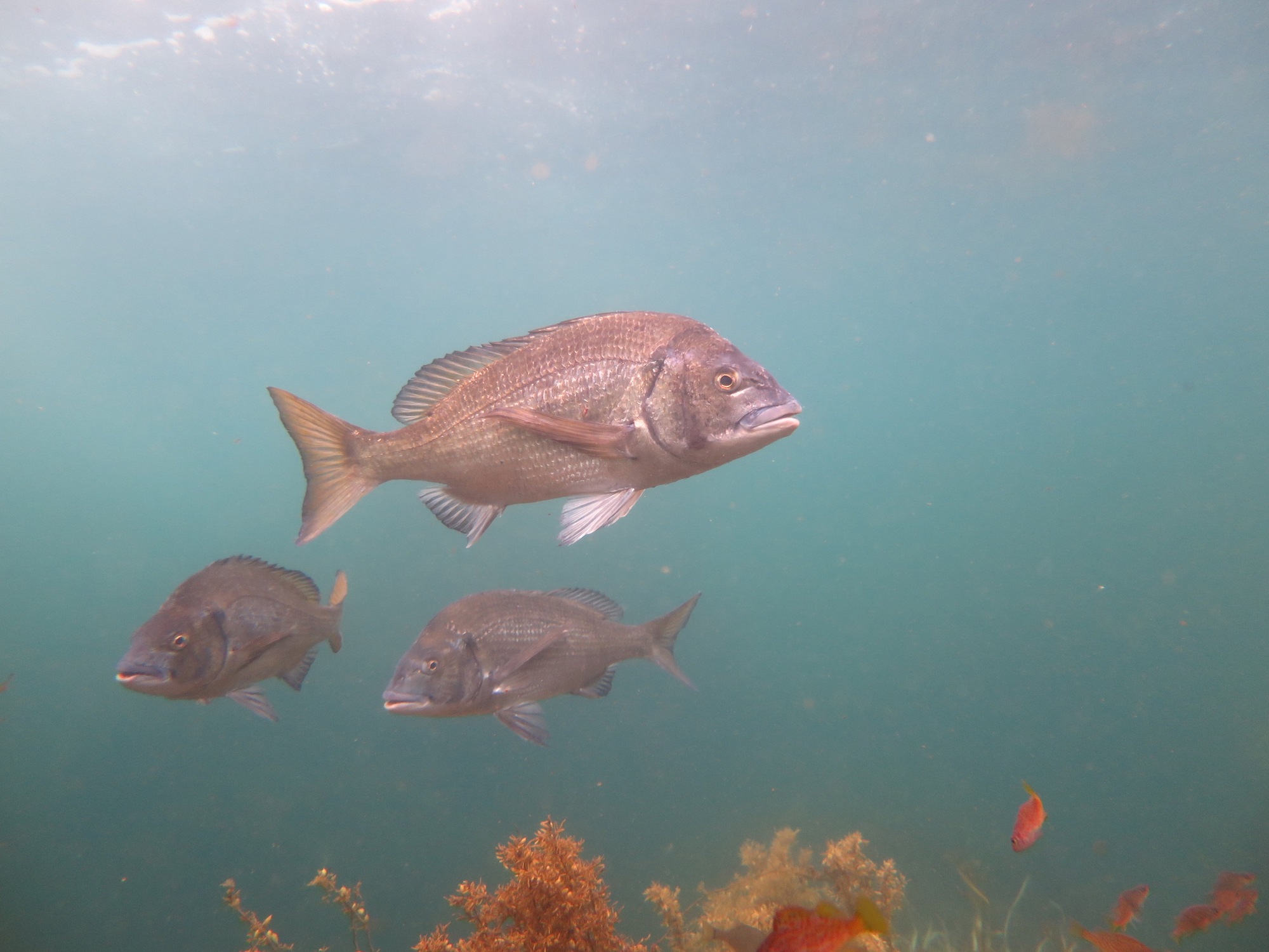 Japanese black seabream, one of the fish species in the study. Photo credit: Reiji Masuda