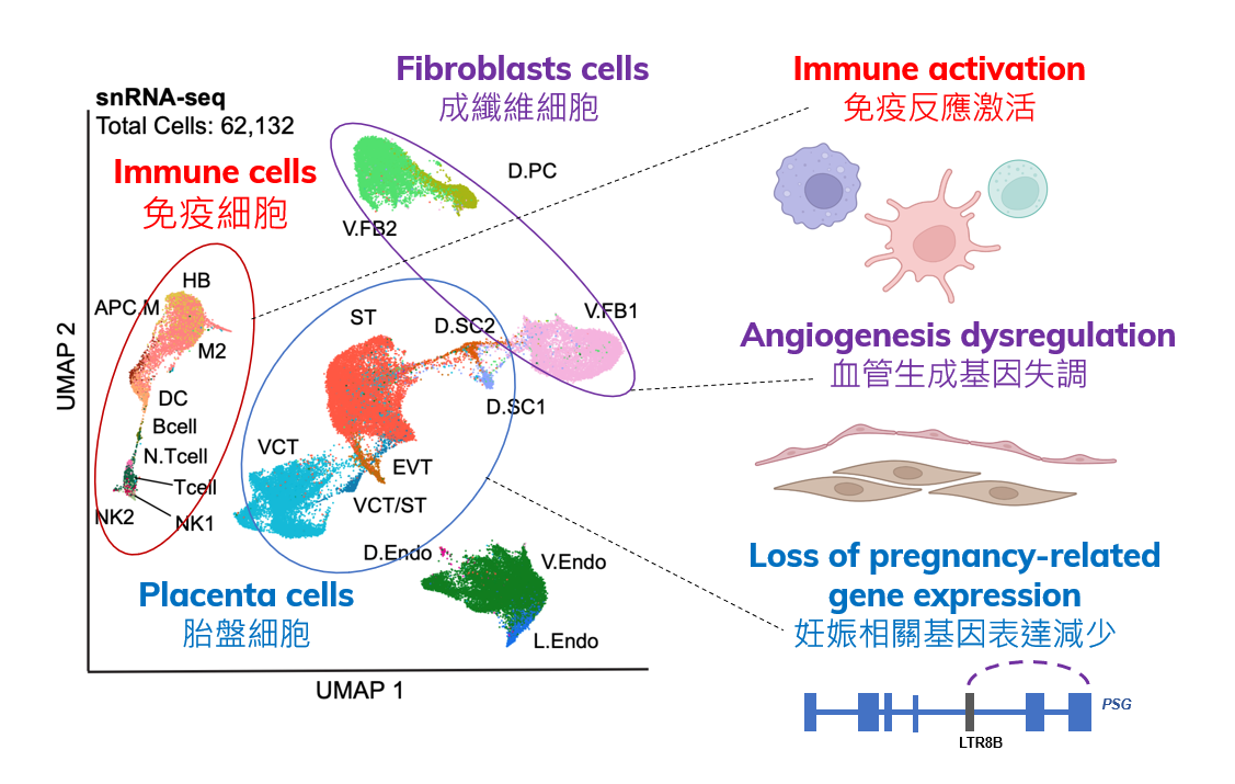 The team analyzes different cell types in placenta by single-nuclei assays and reveals that significant alterations in gene regulation affected by COVID-19, which may lead to late pregnancy complications.