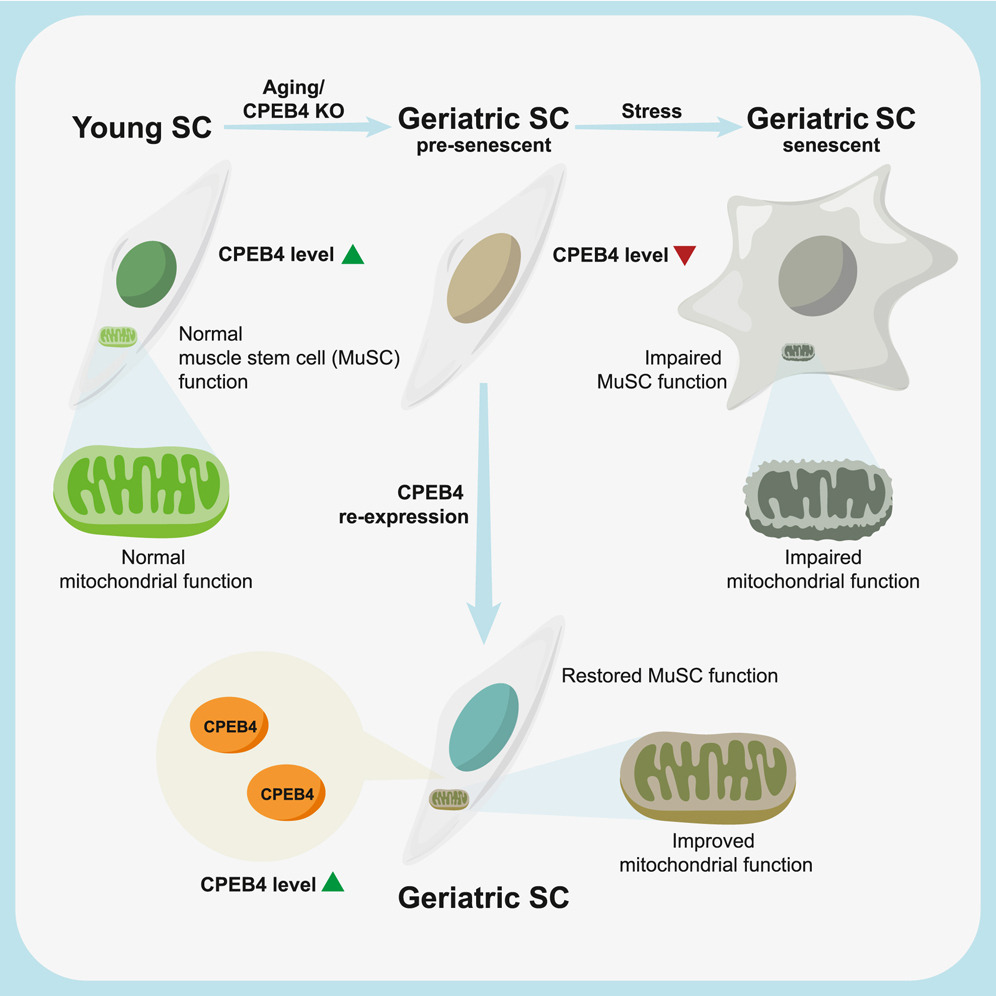 Graphical abstract: Restoration of CPEB4 prevents muscle stem cell senescence