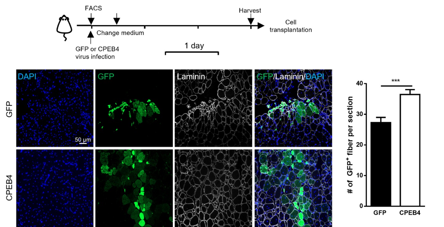 Figure 2: CPEB4 expression in MuSCs led to improved muscle regeneration. CPEB4 was re-expressed in aged MuSCs and then transplanted into geriatric recipient mice (top). The green signals represent the newly regenerating muscle fibers in geriatric recipient mice following the transplantation (bot).  