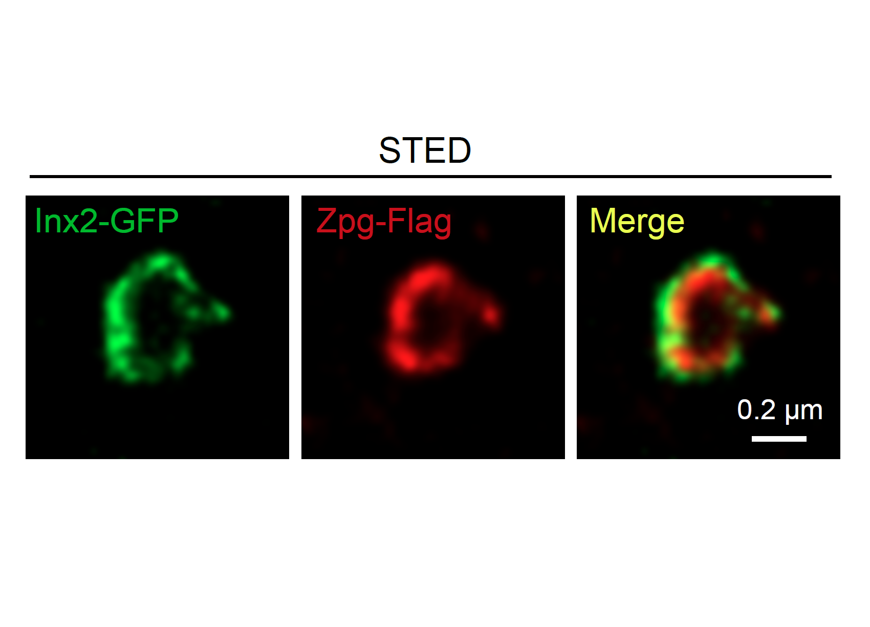 (Left) Gap junction protein expressed in stem cell niche; (Middle) Gap junction protein expressed in stem cell; (Right) The channel formed by gap junction proteins in niche and stem cell 