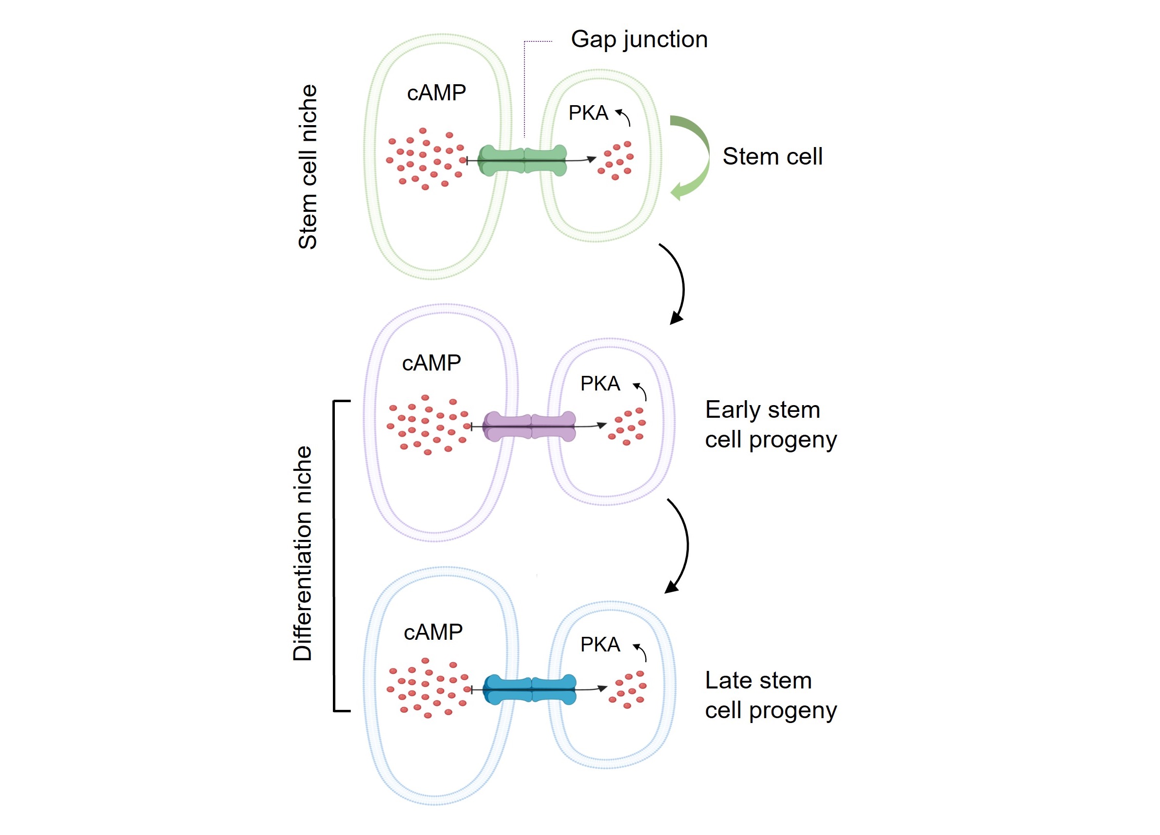 A model of how stem cell niche uses the protein channels “Gap junctions” to transport its cAMP into stem cell progeny in controlling their differentiation into functional cells.