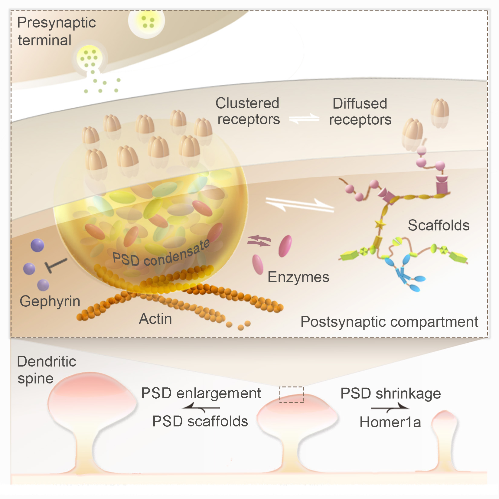  Reconstituted postsynaptic density acts as a molecular platform for understanding synapse formation and plasticity