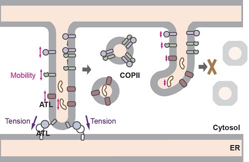 The role of ATL in COPII formation.