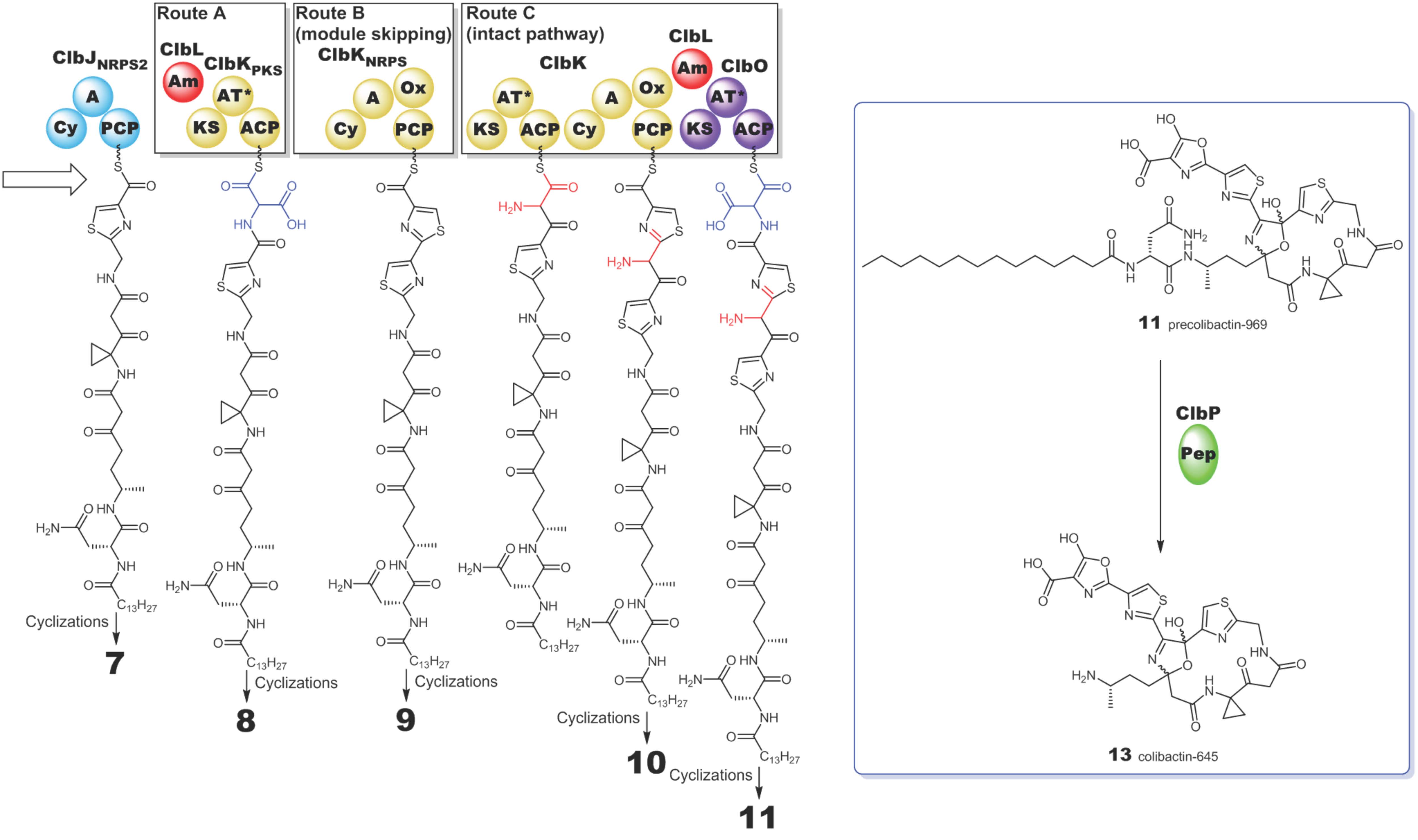 Colibactin-645 's biosynthetic pathway