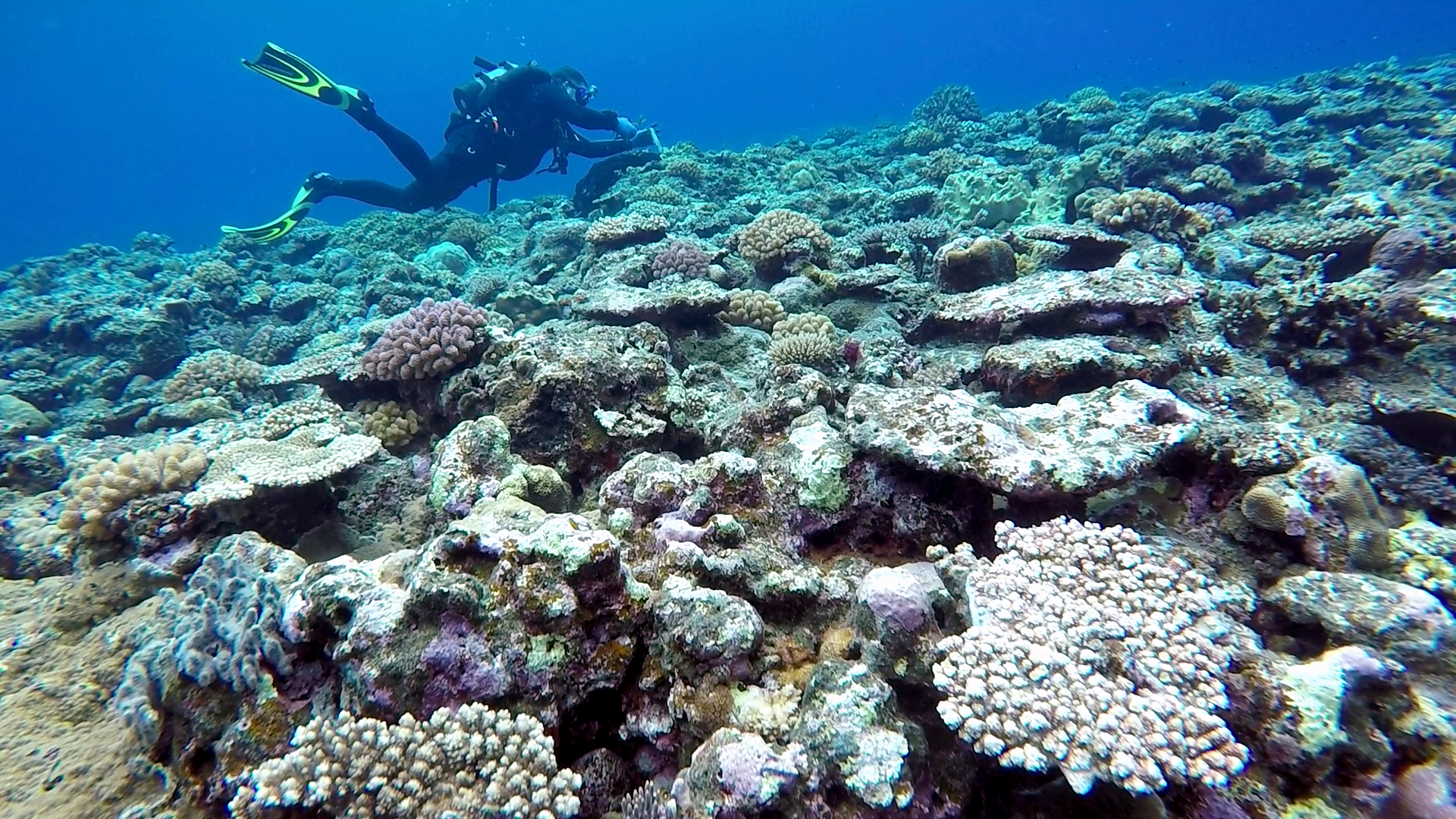 Wyatt教授在日本西表岛舟浮湾的浅水地带放置温度计，以量度珊瑚礁附近的水温。