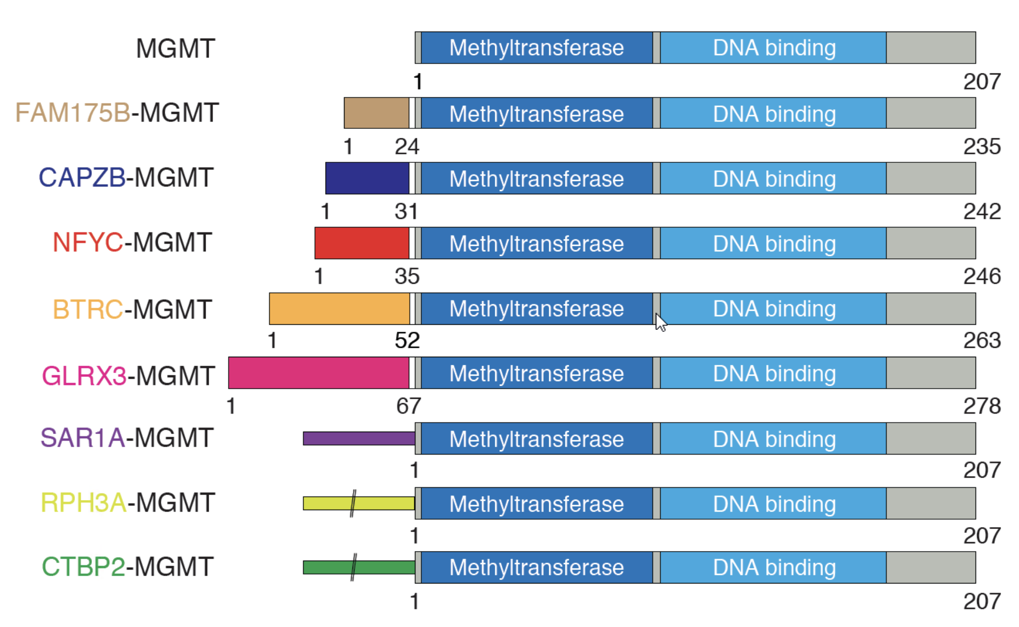 Structure of the MGMT fusion proteins, for which the two key functional domains (the deep blue and light blue parts of the bars) are preserved, while each gene partnered with MGMT would promote its expression.