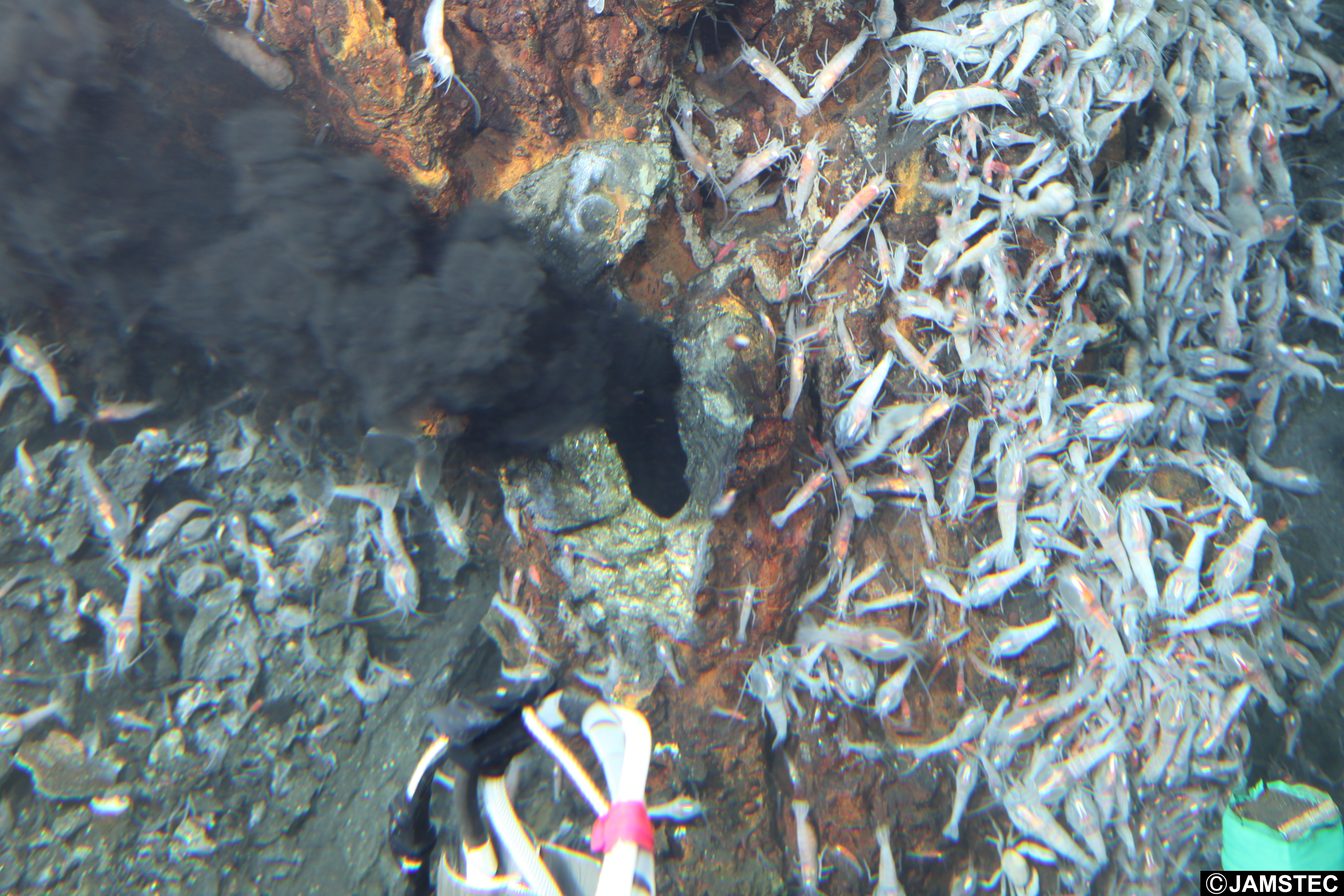 Hydrothermal vent (Photo Credit: JAMSTEC)