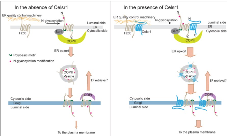 Model demonstrating how Frizzled-6 is exported out of the endoplasmic reticulum in the secretory transport pathway