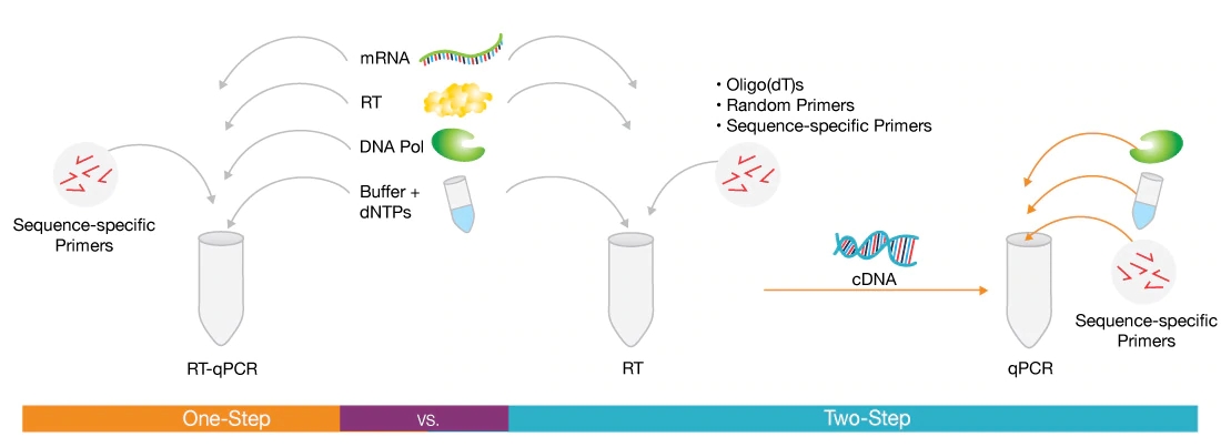 4. One-step RT-qPCR