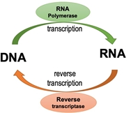 1. Reverse Transcription (RT)