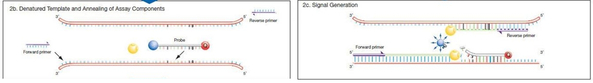 3. Real-time or Quantitative PCR (qPCR)