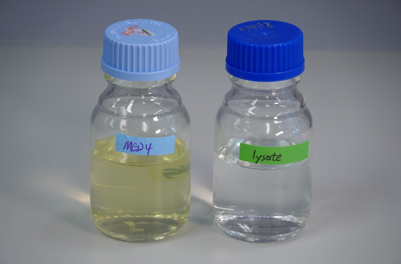 Living cyanobacteria grown in sea water (left) and dead cyanobacterial culture (right).