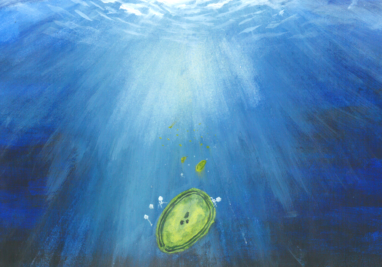 Drawing of an infected cyanobacteria in the ocean.