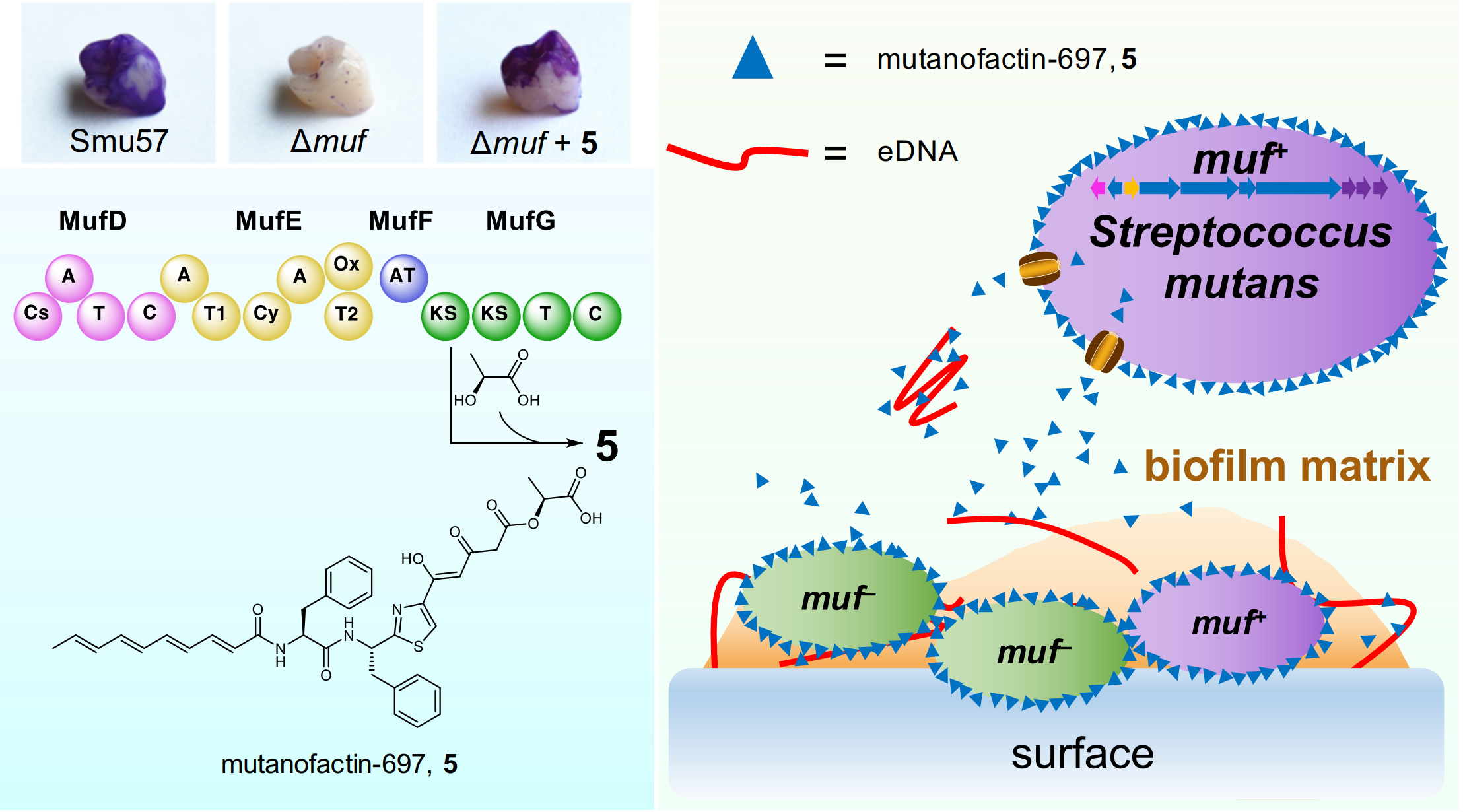  (Left up panel) Effect of biosynthetic gene cluster muf or mutanofactin-697 (5) on biofilm formation on the surface of artificial acryl teeth. (Left bottom panel) Proposed biosynthetic pathway for mutanofactin-697 (5). (Right panel) Proposed mechanism for mutanofactin-697 (5)-promoted biofilm formation of streptococci. After being biosynthesized and secreted from a producing streptococcus, 5 binds to self and neighboring streptococci, forming surface layers around bacterial cells. The hydrophobic layer inc