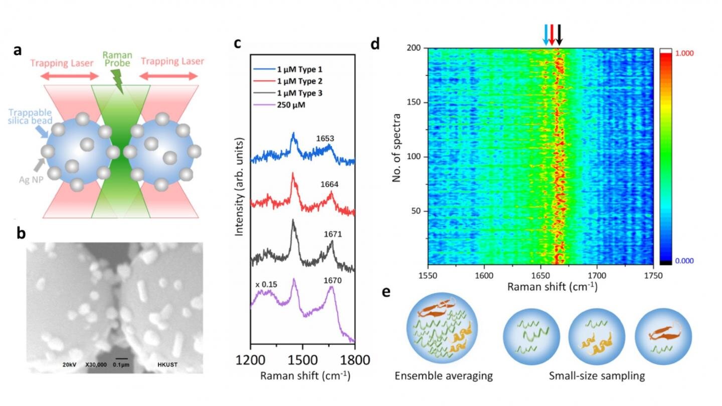 Illustration of the optical tweezers-coupled Raman spectroscopy platform and SERS spectra of alpha-synuclein at physiological concentration showing the structural variations arisen from its transient species. 