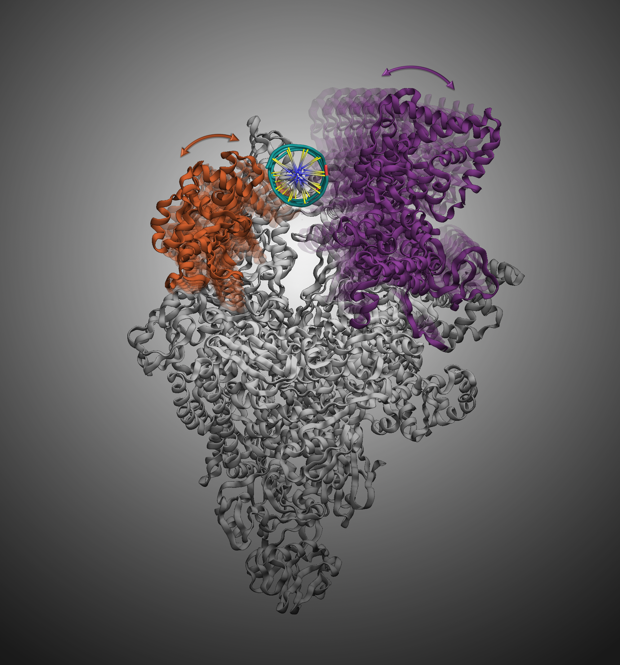 The movement of bacterial RNA Polymerase's Clamp and β-lobe (the purple and orange part in the picture, respectively) facilitates the DNA melting during initiation of transcription.