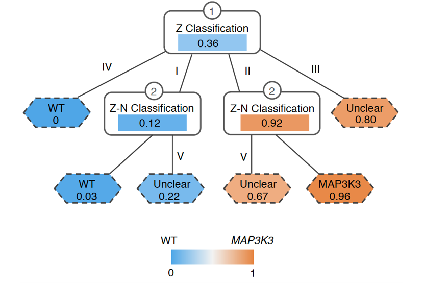 The research team developed a computational method that could assess the probability of connection between the lesion shown in the MRI image to the genetic mutation MAP3K3 c.1323C>G.