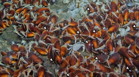 A deep-sea limpet vent population in the Okinawa Trough. These limpets usually attach to the mussel shells as indicated by the white arrows.