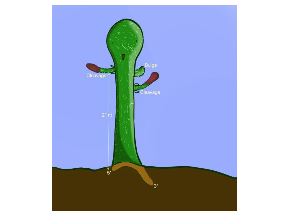 Pre-miRNA/shRNA is illustrated by a Cactus. The branch represents the single-nucleotide bulge. Two flowers indicate the double cleavages of DICER. The roots show 5' and 3'-end of RNAs.