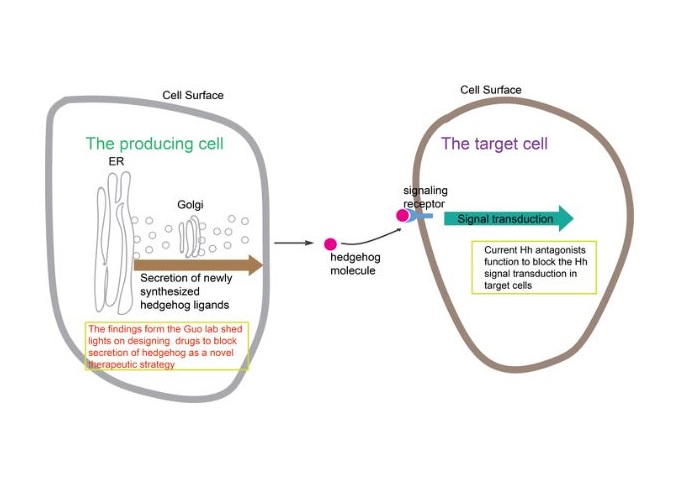 A diagram demonstrating how hedgehog molecules are secreted from the producing cells and received by the target cells to induce the signal transduction pathway in target cells.