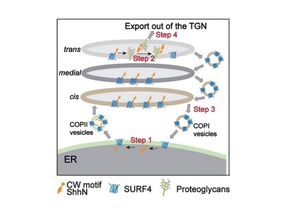 A diagram depicting the molecular mechanisms regulating sorting and secretion of ShhN.