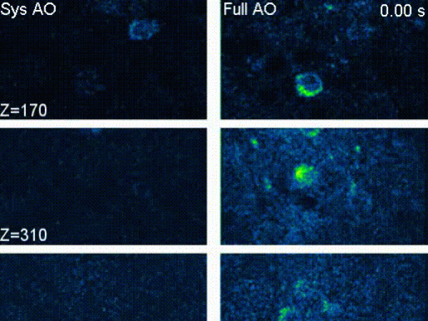 In vivo 3P calcium imaging of spontaneous neuronal activity at different depths below pia of the somatosensory cortex of a CCK-GCaMP6s mouse (4-month-old) through the intact skull (110-μm thickness) with system correction only (left) and full AO correction (right).