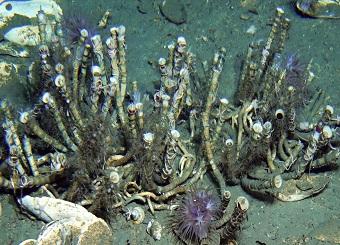 HKUST Researchers Unlock Genomic Secrets of Gutless Deep-sea Tubeworm